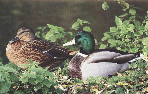 Zvěř 015.jpg