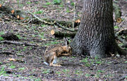 IMG_4406_1.jpg